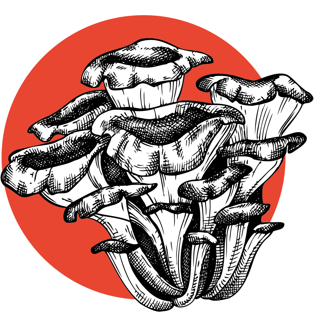 Maitake mushroom
